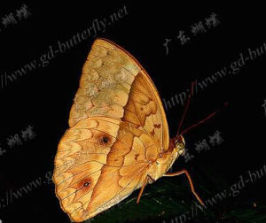 月紋矩環蝶 月紋矩環蝶