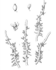 川薹草科 川薹草科