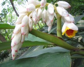 山姜亞屬 山姜亞屬