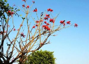 香港米埔和后海灣國際重要濕地