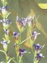 石竹葉龍膽 石竹葉龍膽