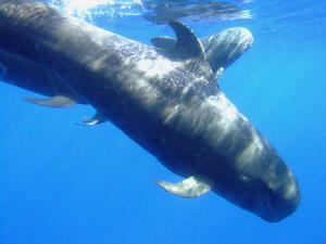 短鰭領航鯨 短鰭領航鯨