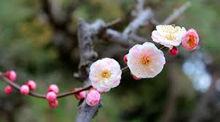 杏[杏樹花]