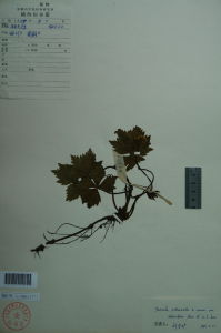 走莖變豆菜 走莖變豆菜