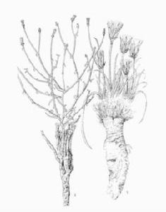 拐軸鴉蔥 拐軸鴉蔥