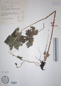 撫松烏頭 撫松烏頭