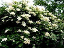 星毛珍珠梅 星毛珍珠梅