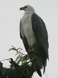 白腹海雕 白腹海雕
