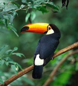 龍骨嘴鵎鵼 龍骨嘴鵎鵼