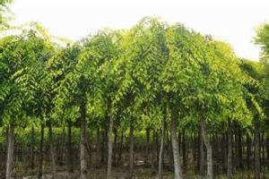 金葉垂榆 金葉垂榆