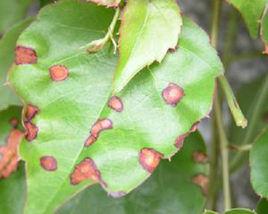 葡萄大褐斑病 葡萄大褐斑病