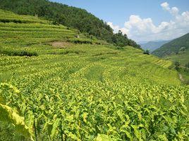 捧乍菸葉站 捧乍菸葉站