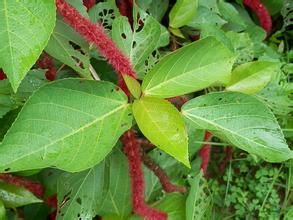 海南鐵莧菜 海南鐵莧菜