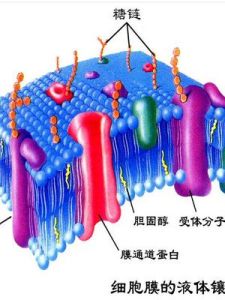 細胞膜 細胞膜