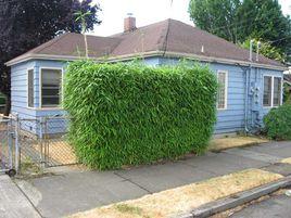 arrow bamboo arrow bamboo