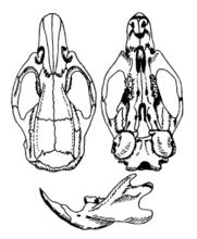 褐家鼠頭骨