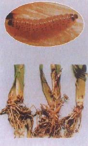 玉米旋心蟲 玉米旋心蟲