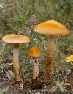 黃蓋小脆柄菇 黃蓋小脆柄菇