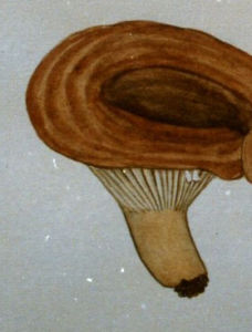 環紋乳菇 環紋乳菇