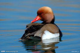 赤嘴潛鴨 赤嘴潛鴨