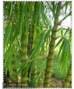 狹耳簕竹 狹耳簕竹