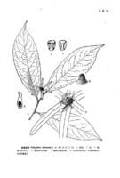 西藏暗羅 西藏暗羅