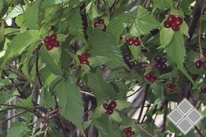 桔紅懸鉤子 桔紅懸鉤子