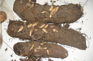 土壤習居菌 土壤習居菌