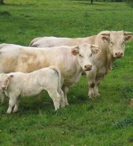 動物改良 動物改良