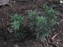 曲尾石杉 曲尾石杉