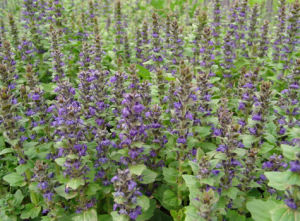 硬草草本群落 硬草草本群落