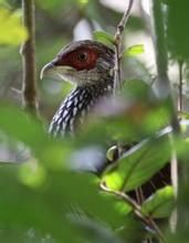 海南山鷓鴣 海南山鷓鴣