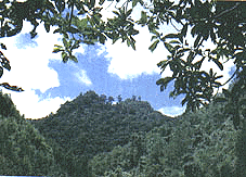 坪林台灣油杉自然保留區 坪林台灣油杉自然保留區