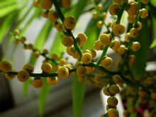 袖珍椰子開花圖