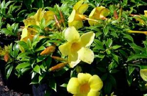 黃蟬[夾竹桃科植物]