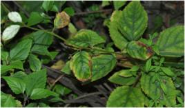 大九股牛 大九股牛