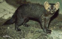 東北三寶[東北特產]