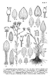 唐古拉虎耳草 唐古拉虎耳草