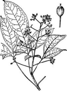 單序波緣大參（變種）