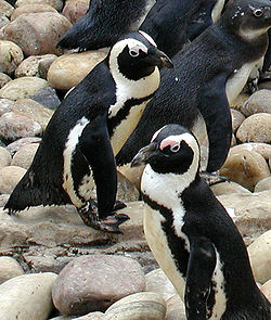 斑嘴環企鵝