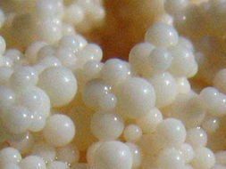 大孔吸附樹脂 大孔吸附樹脂