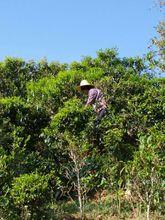 田壩鄉[雲南省鎮沅縣田壩鄉]