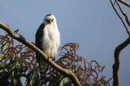 黑白鹰鵰 黑白鹰鵰