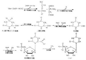 嘧啶核苷酶 嘧啶核苷酶