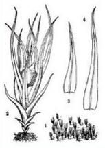 尖葉對齒蘚 尖葉對齒蘚