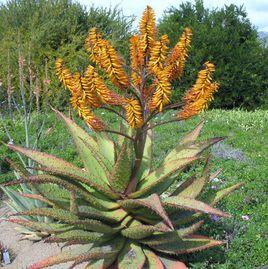 鬼切蘆薈 鬼切蘆薈