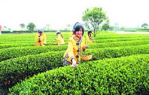 長沙縣金井鎮 長沙縣金井鎮