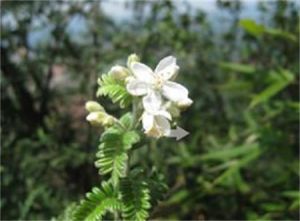 圓葉小石積 圓葉小石積