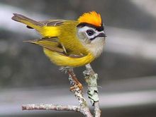 普通火冠戴菊 普通火冠戴菊