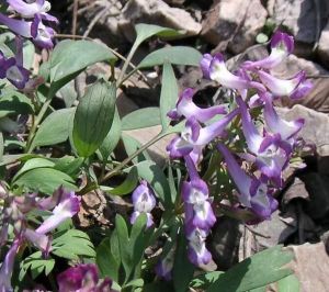 新疆延胡索 新疆延胡索